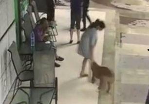 美女主播遛狗,美女主播与萌宠共度欢乐时光